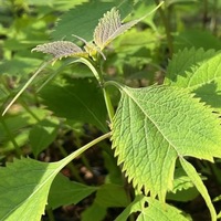 Isodon umbrosus 'Dark Form'